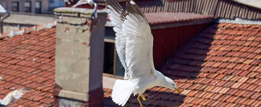 Residential Chimney Animal Removal Solution in Vandalia, OH